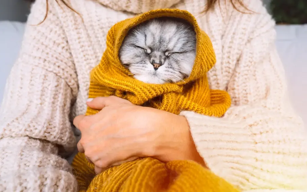 Når Fryser Katter