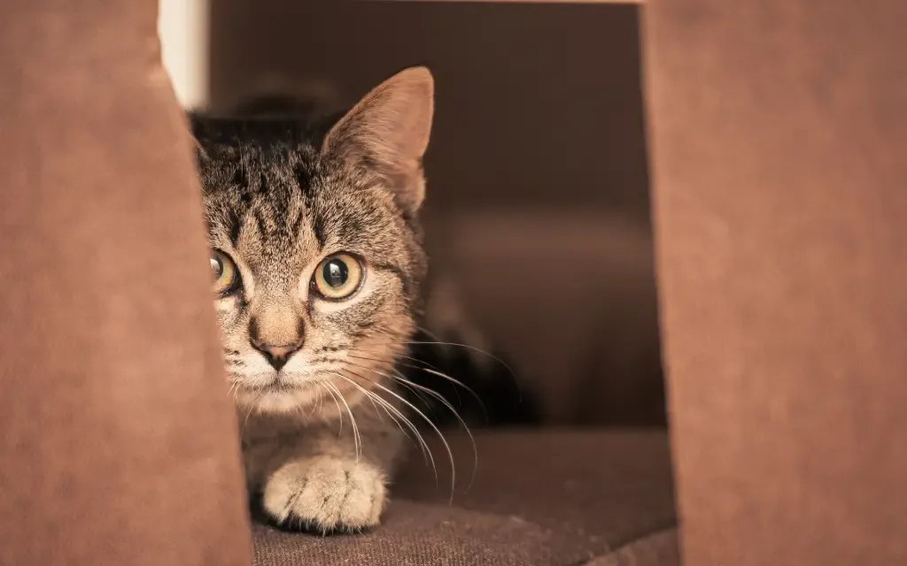 Tegn På En Traumatisert Katt